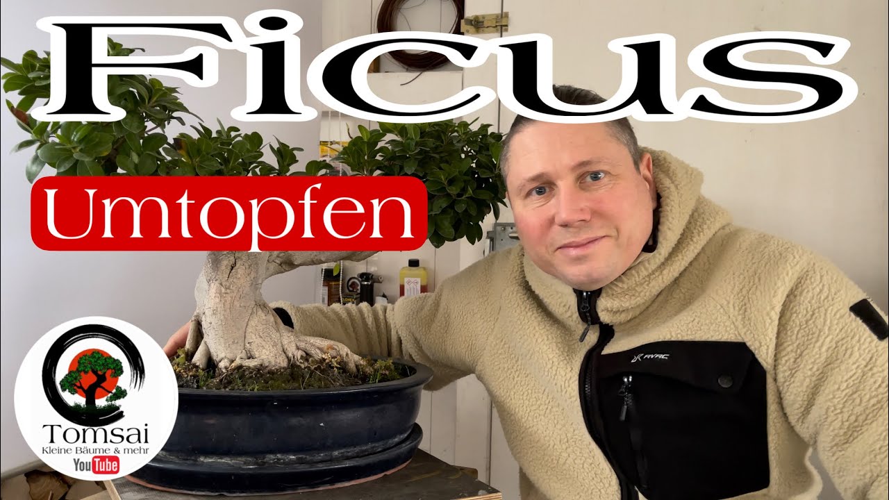 Ficus Bonsai Umtopfen nach 17 Jahren , Bonsai 6/23
