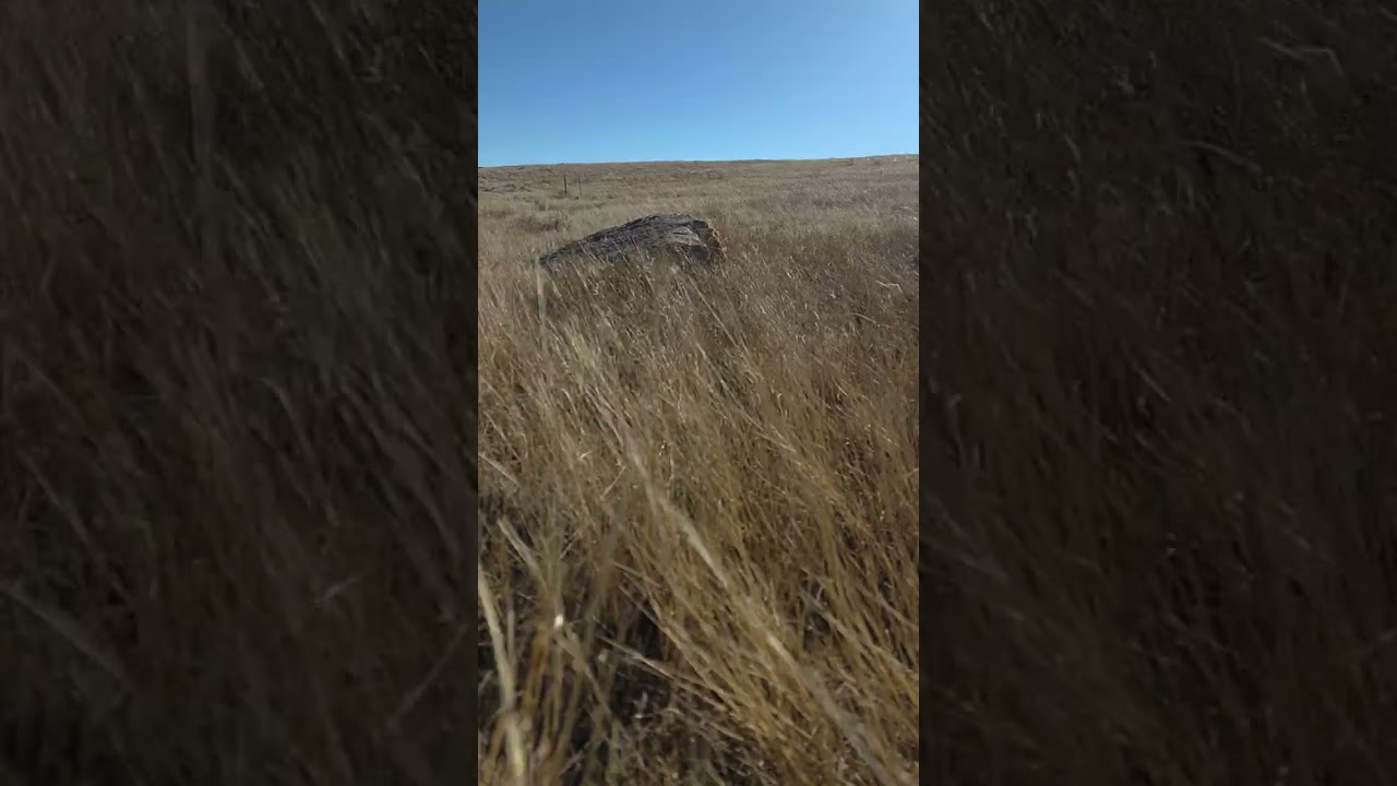 Wind Through the Tall Grass 