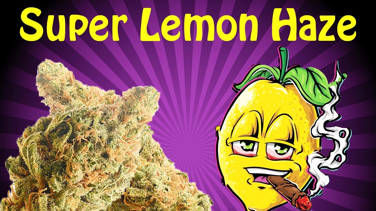 Super Lemon Haze Strain Review