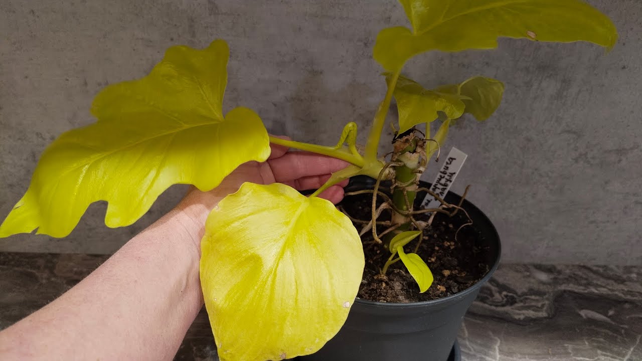 Отделяем Деток от Пня||Филодендрон Голд Сатин#plants #цветыдлядома #цветы #