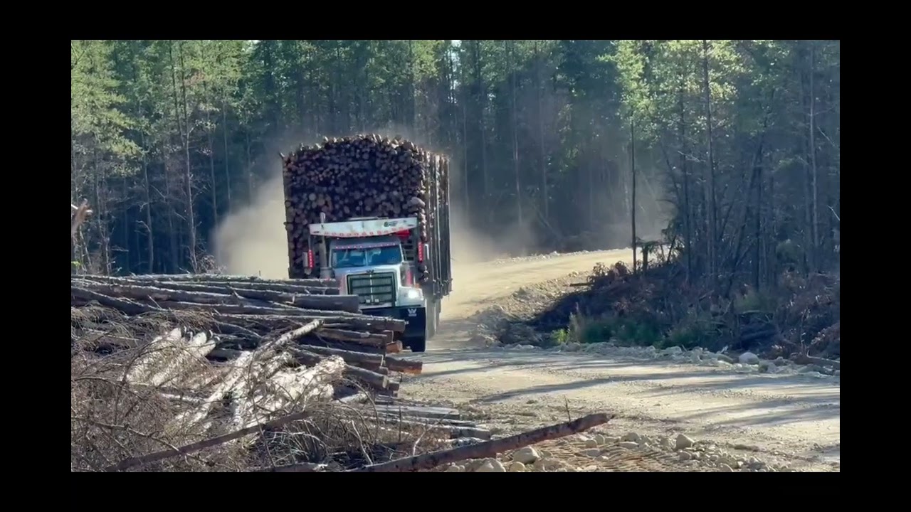 Une LONGUE Serie Vous attend :) Le monde Forestier