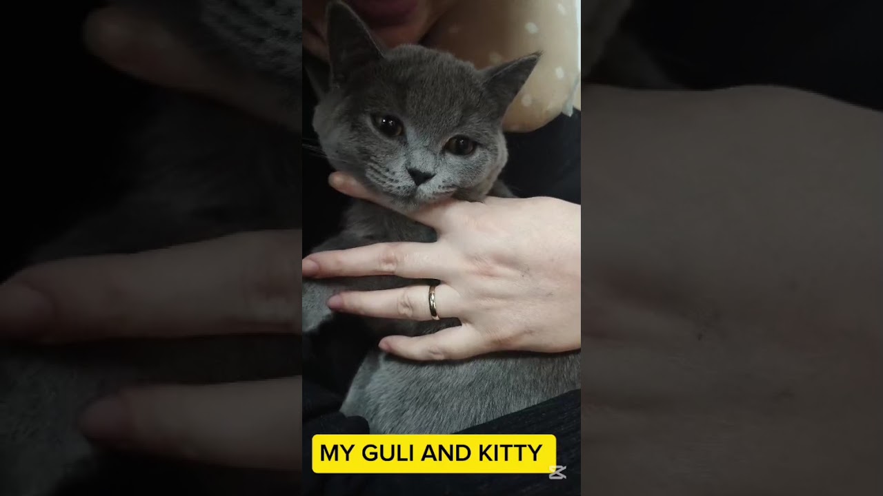 The Most Adorable Adventures of Kitty & Guli