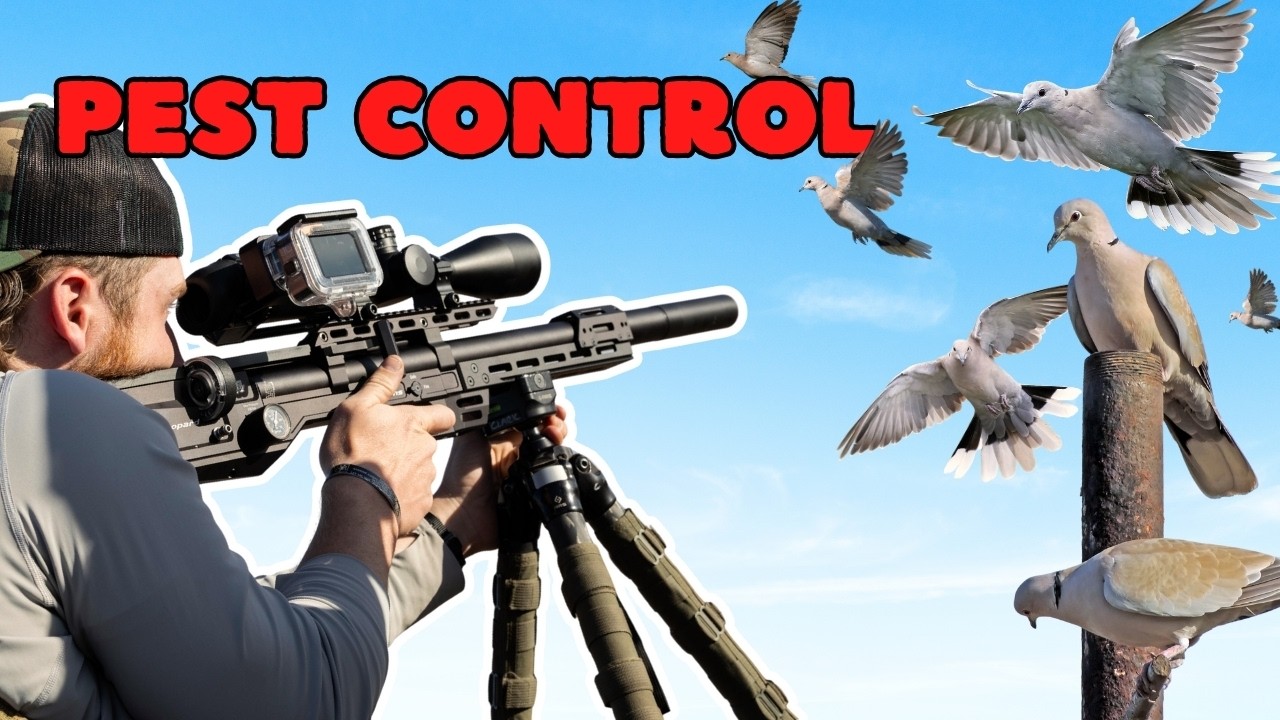 Precision Pest Control: Pellets Put to the Test! #airguns #pelletgun #airgun #airrifle