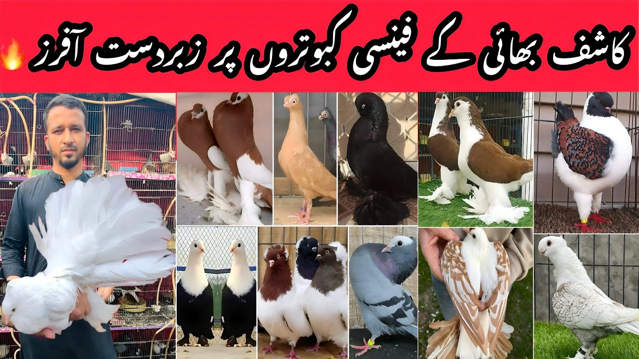 Kashif Bhai Fancy Pigeons Setup | Big Sale on Every Pigeon.🔥
