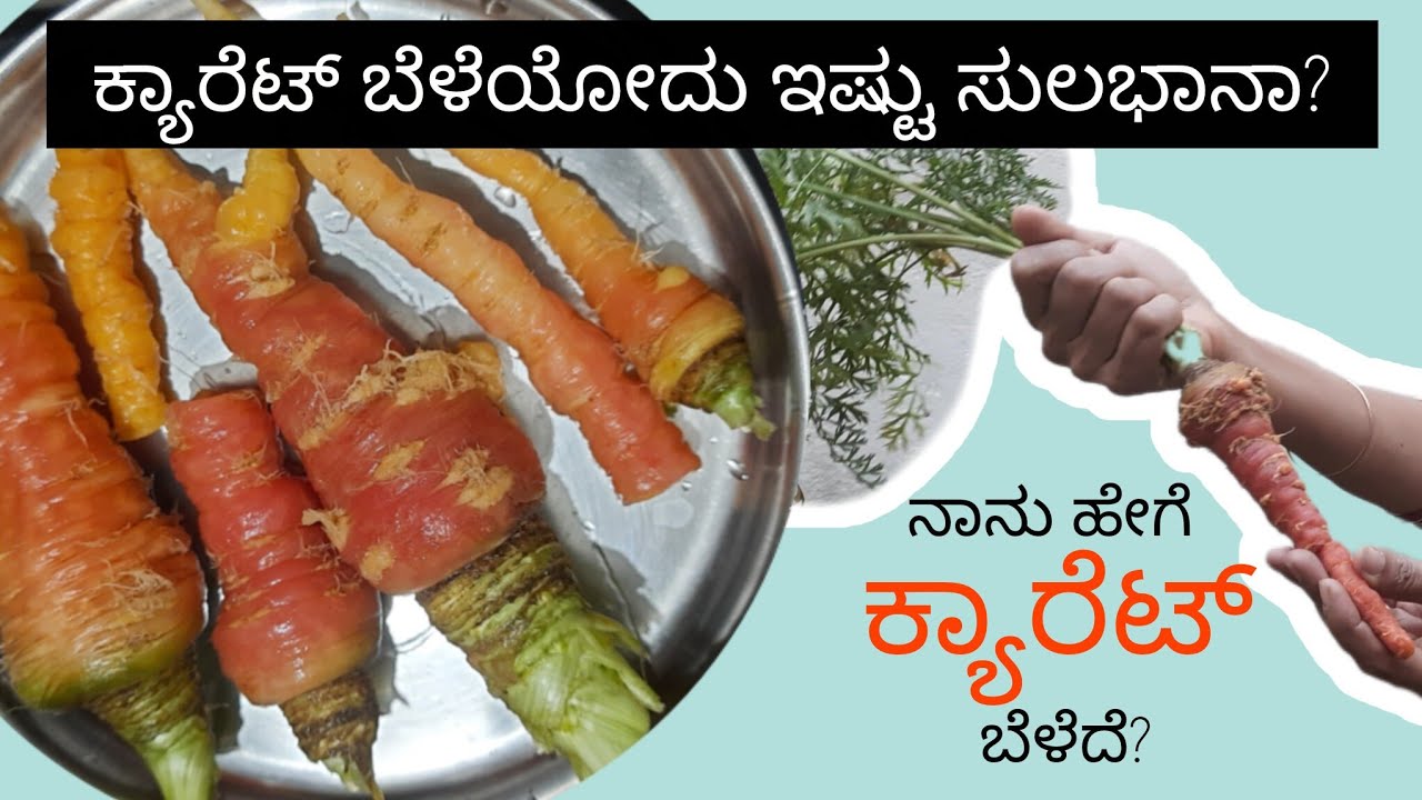 ನಿಮ್ಮ ಸಲಾಡಿಗೆ ನೀವೇ ಕ್ಯಾರೆಟ್ ಬೆಳೆಯಿರಿ | How to grow carrots in home garden! Ps It's very easy! 🥕🏡👩‍🌾