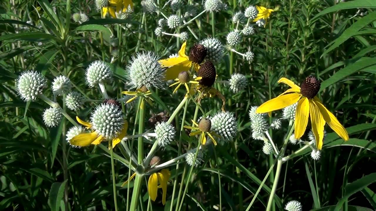 Summer Wildflowers at Wolf Road Prairie: Rattlesnake Master and Culver's Root