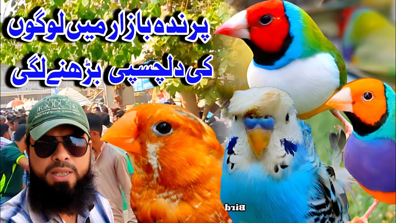Lalukhet | Birds Market ColorFull Birds | in Market پرندہ بازار میں رش بڑھنے لگاہے
