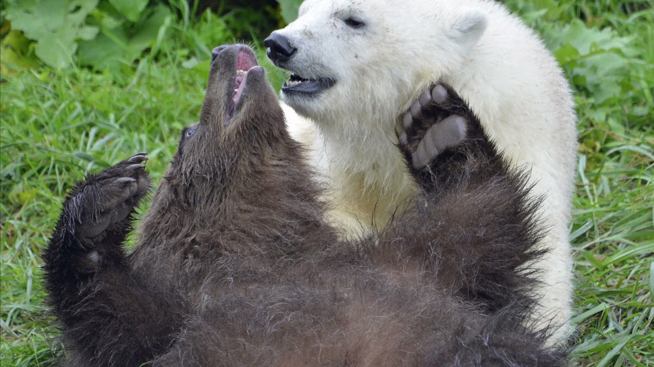 Detroit Zoo | Jebbie and Lærke Animal Welfare Tales