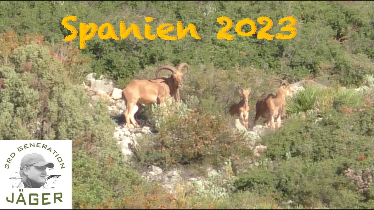 Meine erste JAGDREISE - Bergjagd auf Mähnenspringer in Spanien 2023