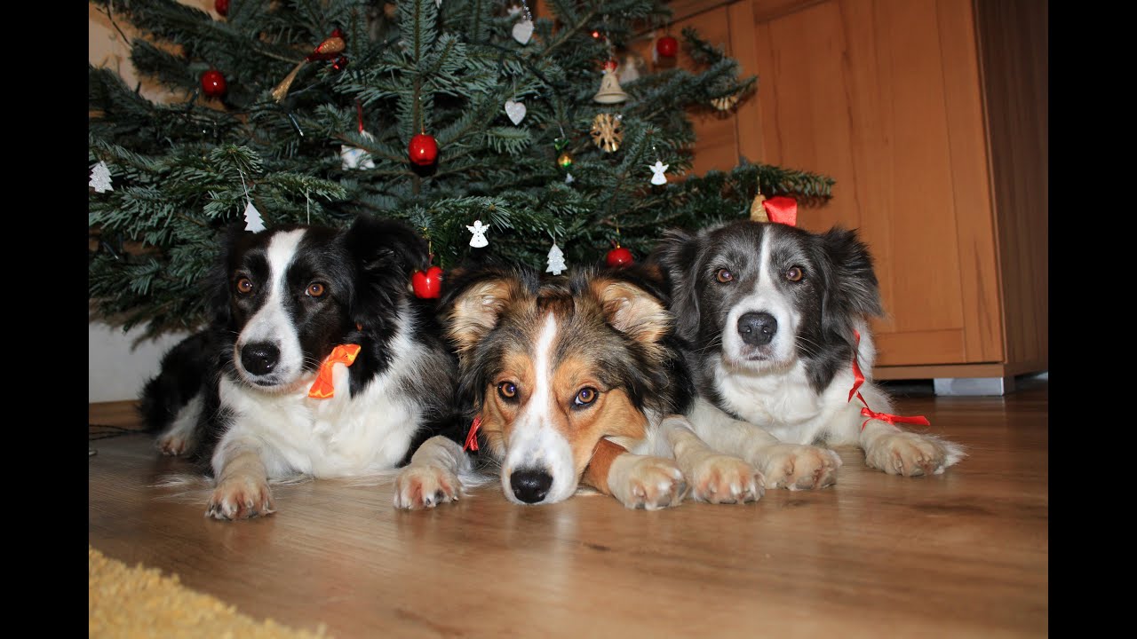 Aktivní advent s ABSkou 2025