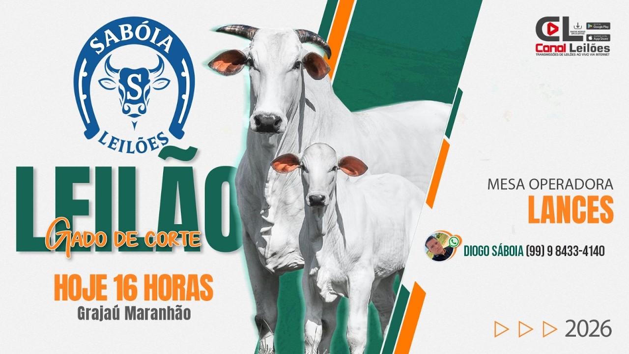 Canalleiloes.com | LEIL&Atilde;O GADO DE CORTE SAB&Oacute;IA LEIL&Otilde;ES | GRAJ&Aacute;U-MA  19/02/2026