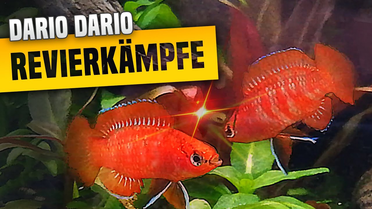 Revierkämpfe, Balztänze und Babyfische: Dario Dario Zucht Update