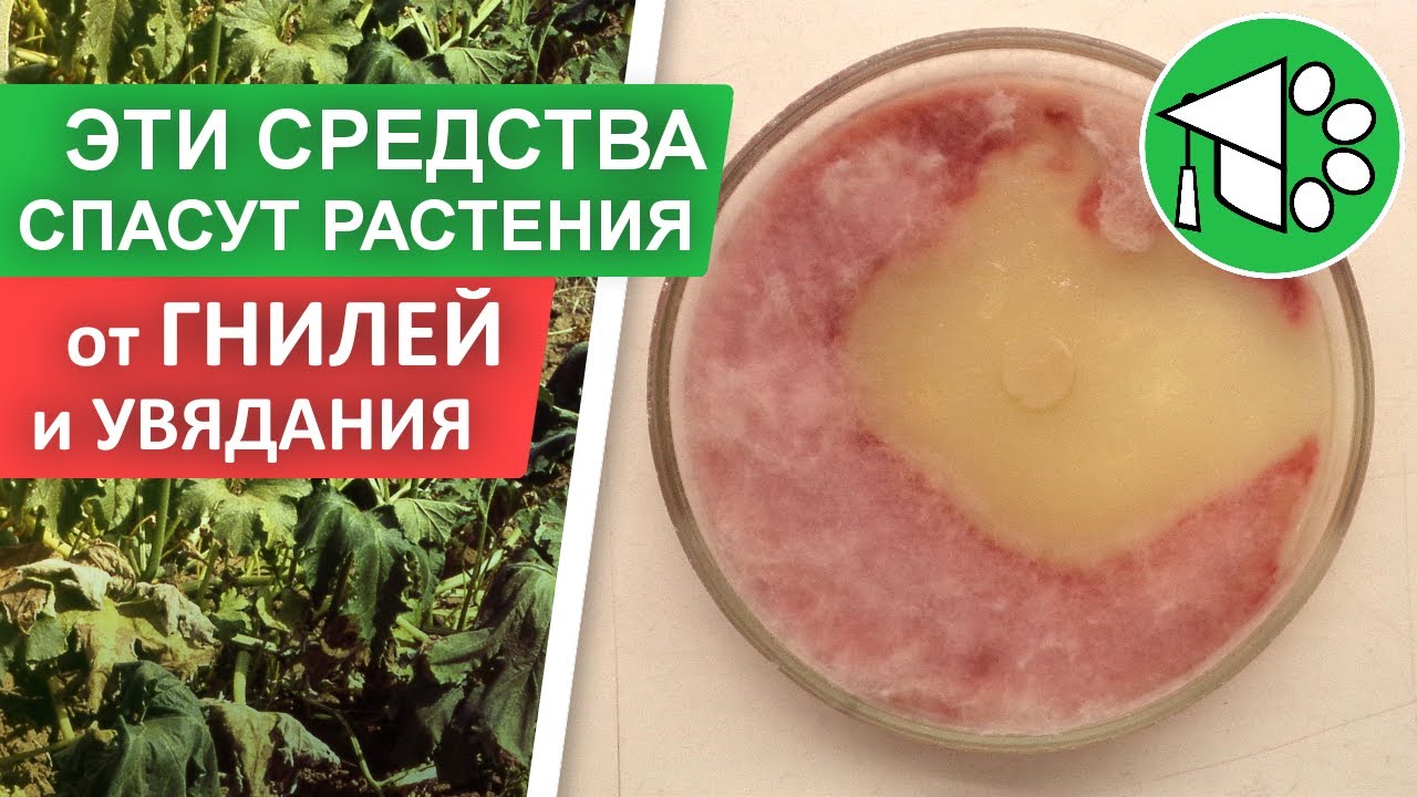 Фузариозное увядание (ФУЗАРИОЗ) и корневая гниль томатов, огурца и не только | РЕШЕНИЕ ПРОБЛЕМЫ