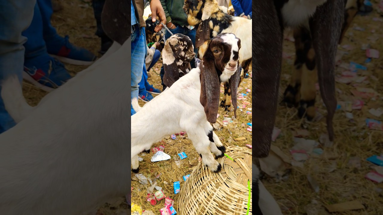 Balahedi Bakra Mandi live update video coming inshallah 