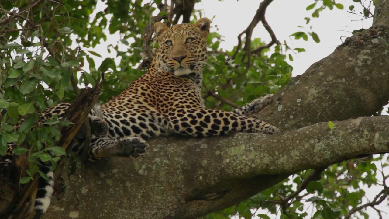 Sosian, Laikipia, Kenya FILM