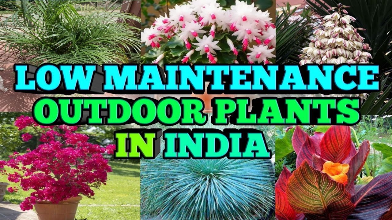 15 low maintenance outdoor plants in india