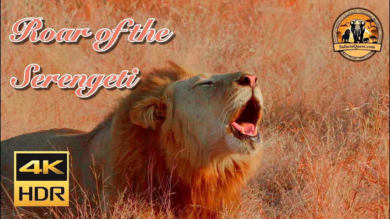 Serengeti - 2026 | Roar of the Serengeti | A Cinematic Safari Journey #africansafari