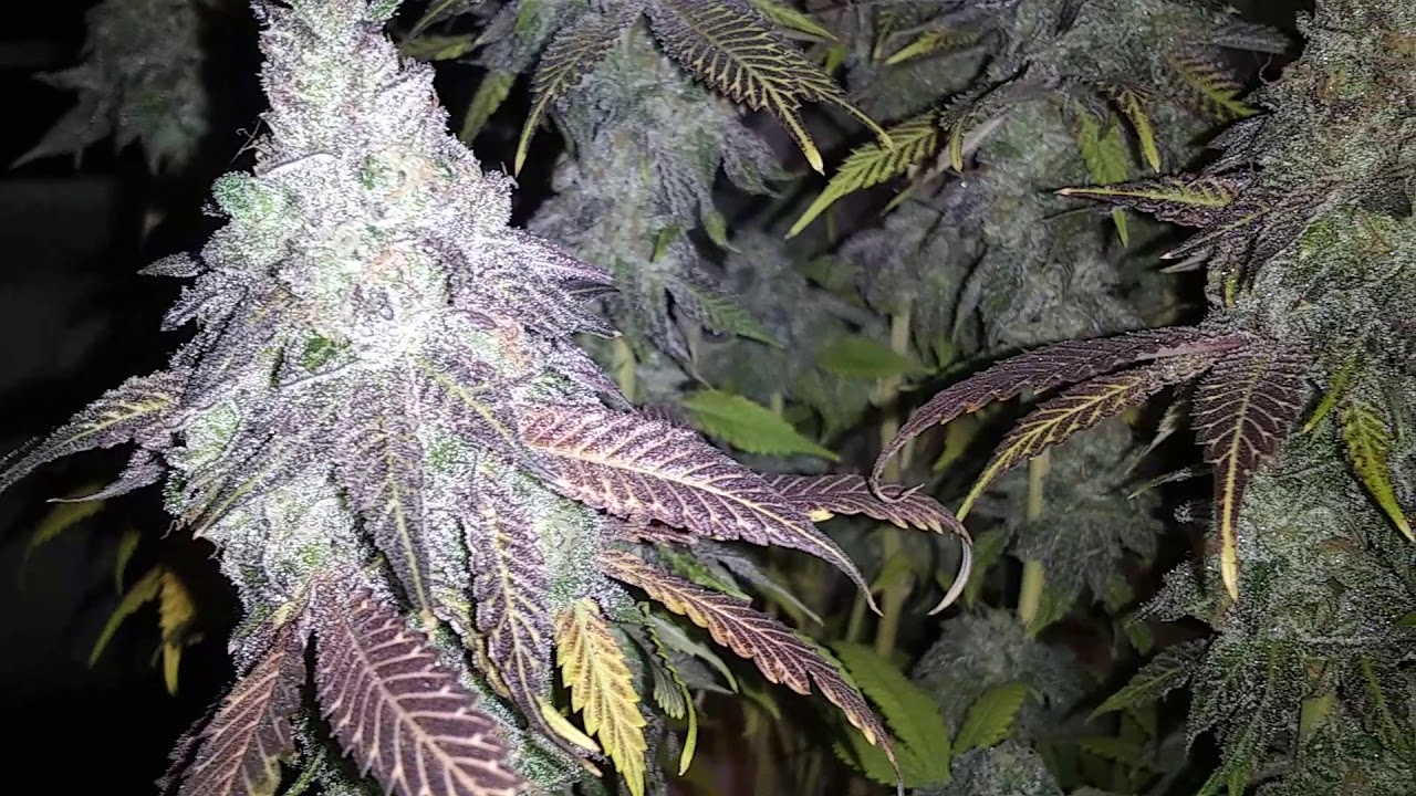 Cannarado Genetics Peanut Sundae Strain Pre Harvest Video