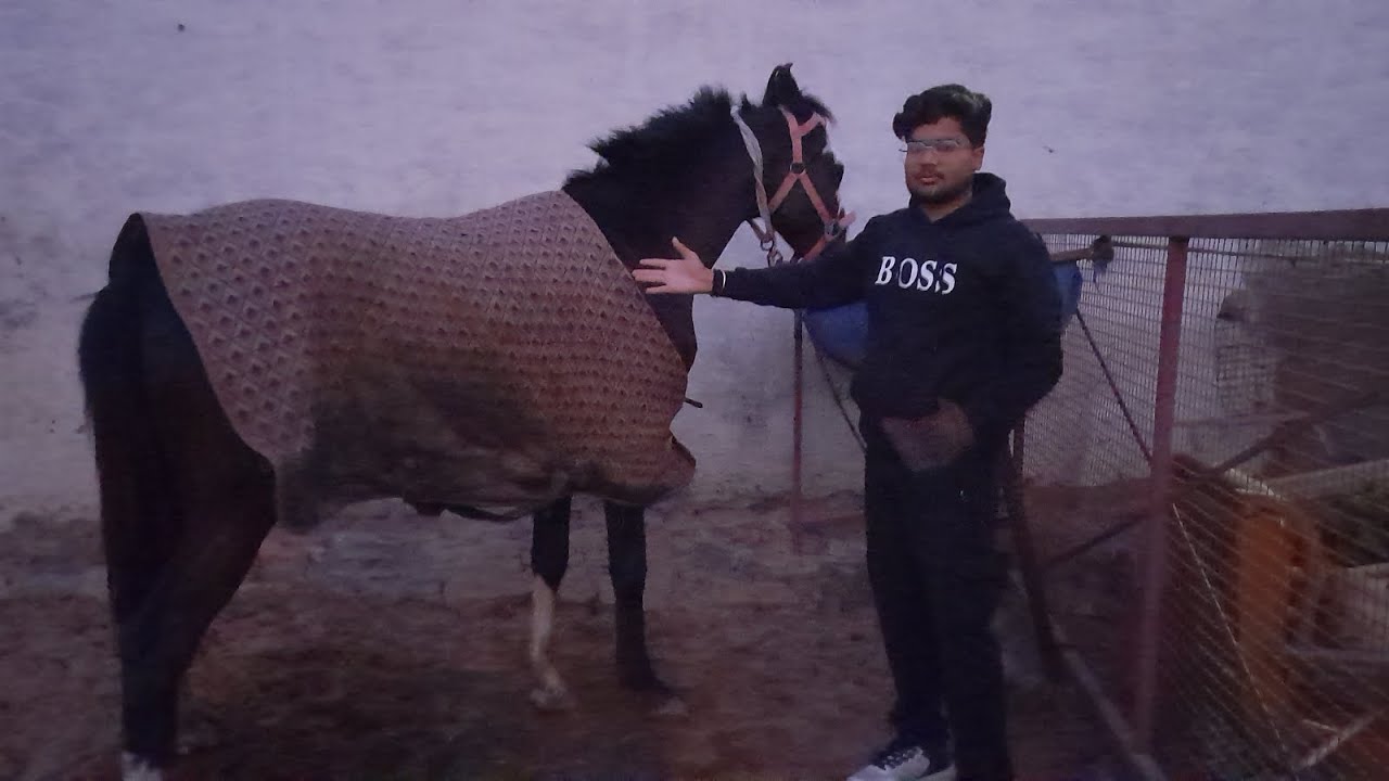 Aaj colt airavat 🐎 ko rani ka swatter pehna diya |