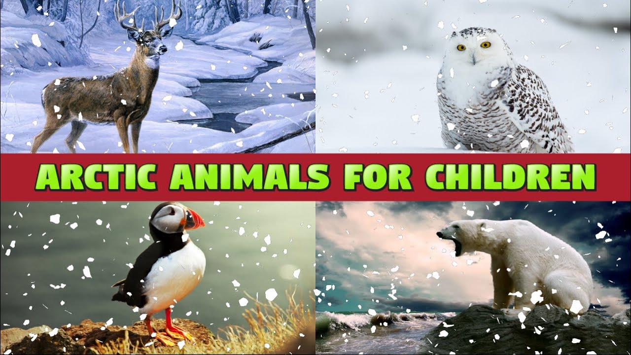 ARCTIC ANIMALS FOR CHILDREN