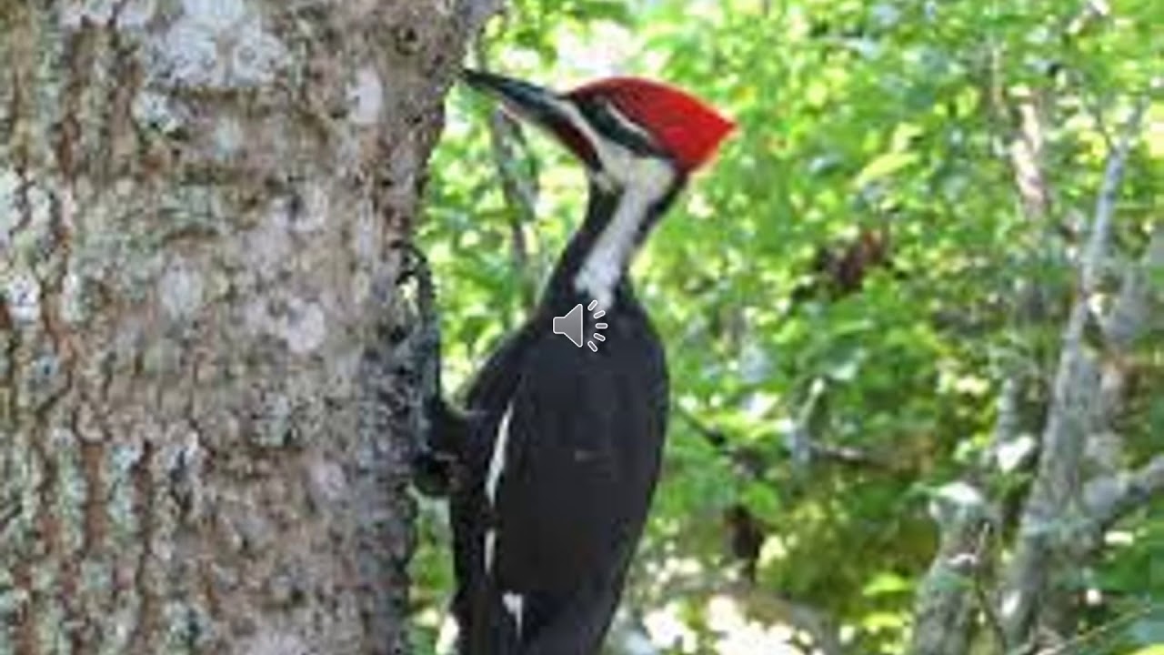 Woodpecker Pecking | Sound of a Woodpecker