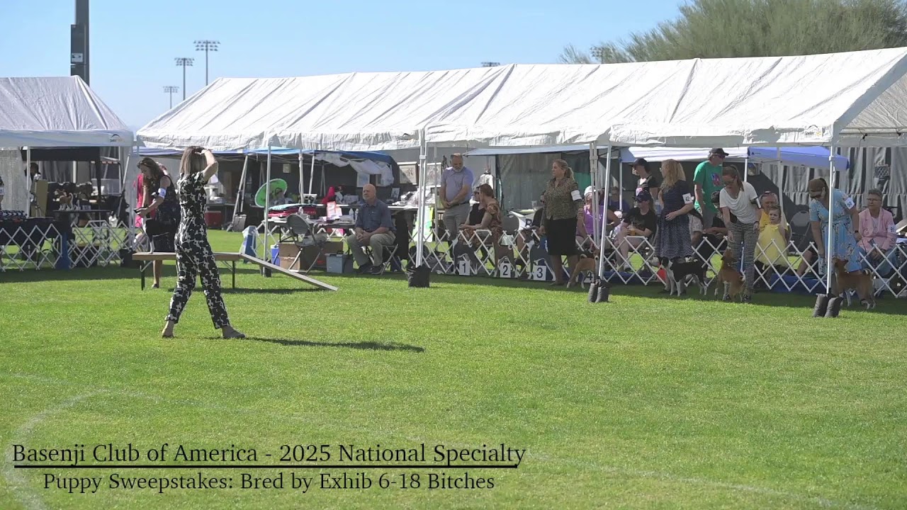 BasenjiClubofAmerica National Specialty Puppy/Veteran Sweepstakes