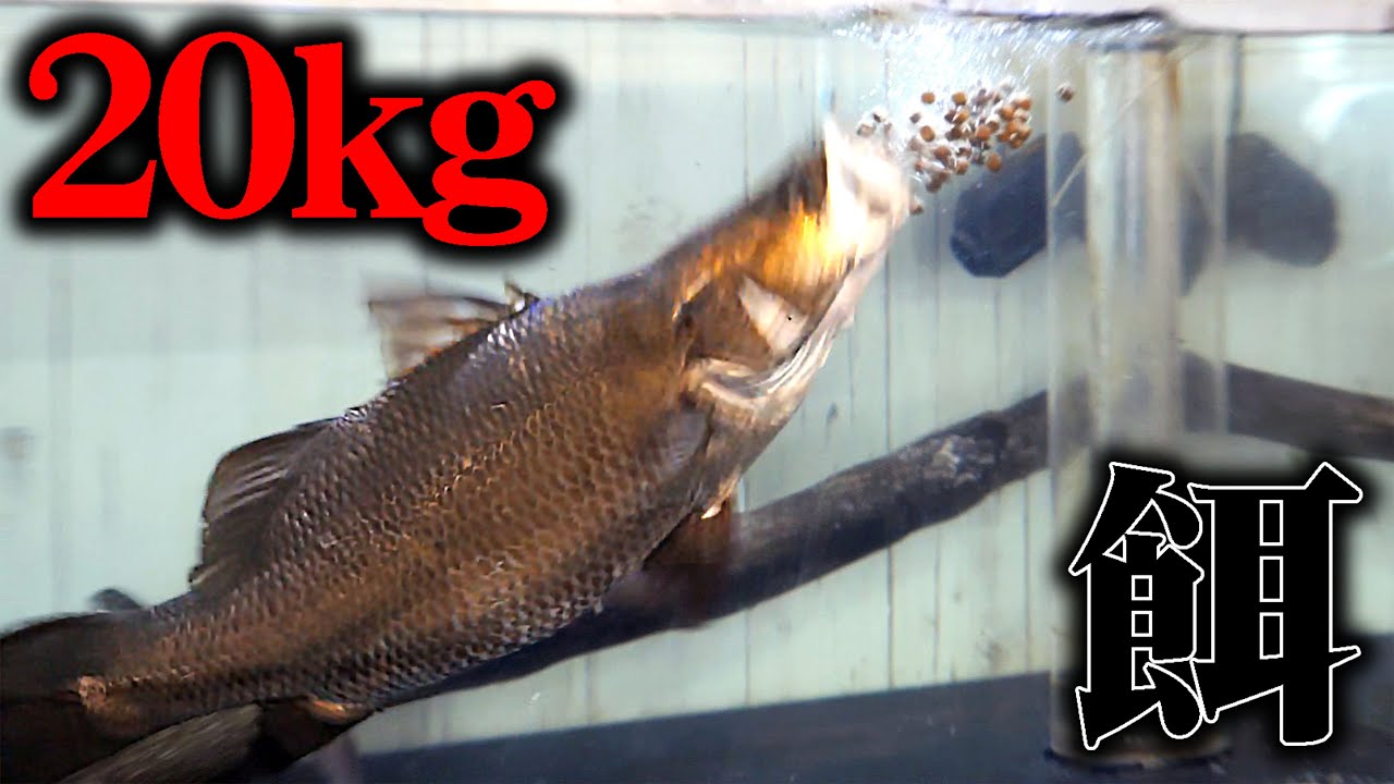 【養殖】古代魚水槽に20kgの餌が届きました