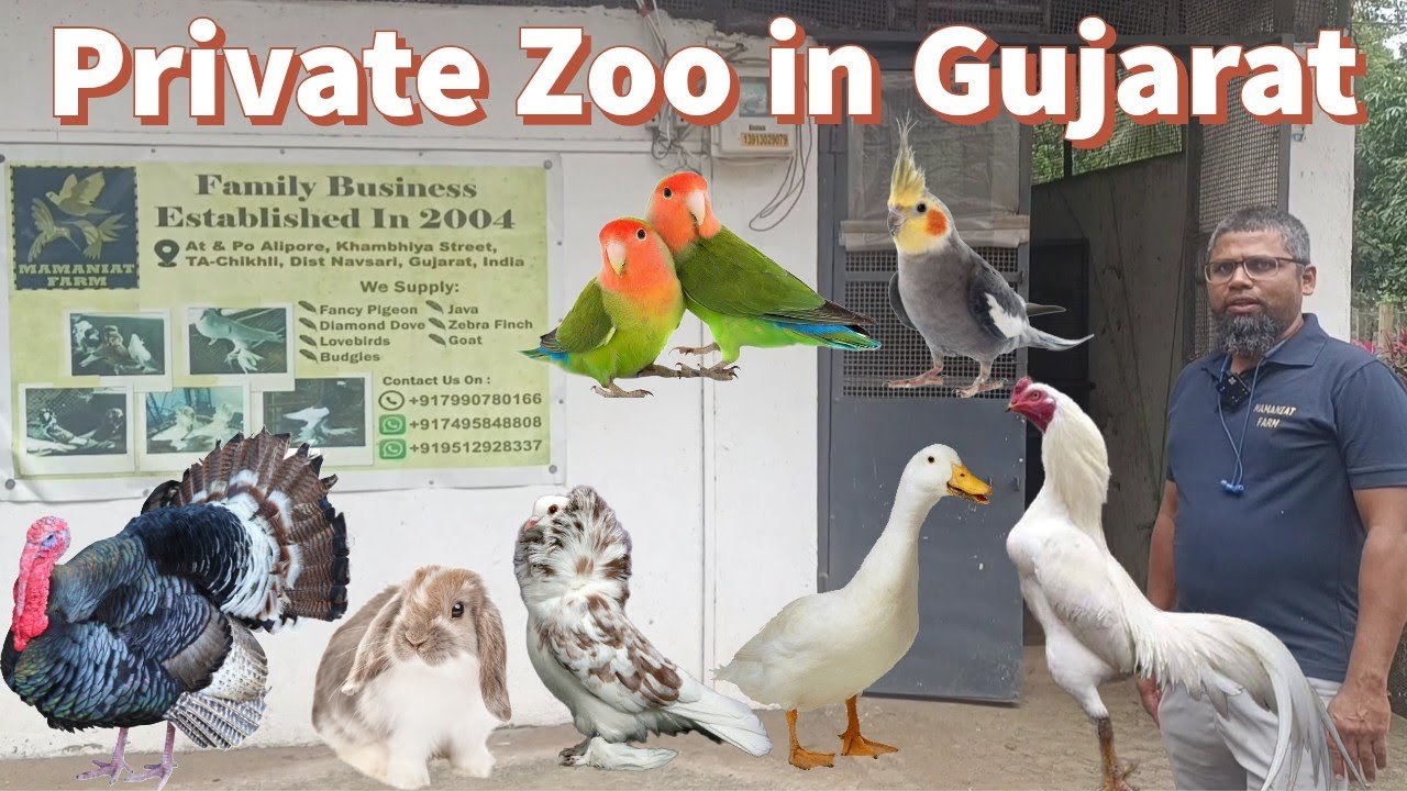 Private Zoo in Navsari Gujarat | Fancy pigeons farm, Aseel Chicken farm, Exotic birds breeding setup