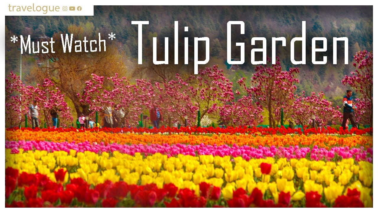 Tulip Garden Srinagar | All you need to know about Tulip Garden🌷#tulipgarden #tulipgarden2023