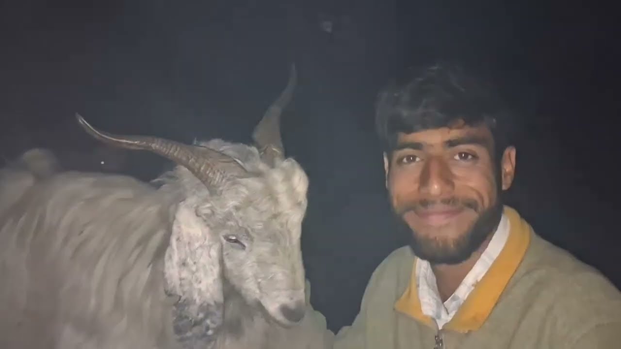 गांव में बकरी वाले के डेरे पर गए | एक प्यारा बकरी का बच्चा पसंद आ गया 😍