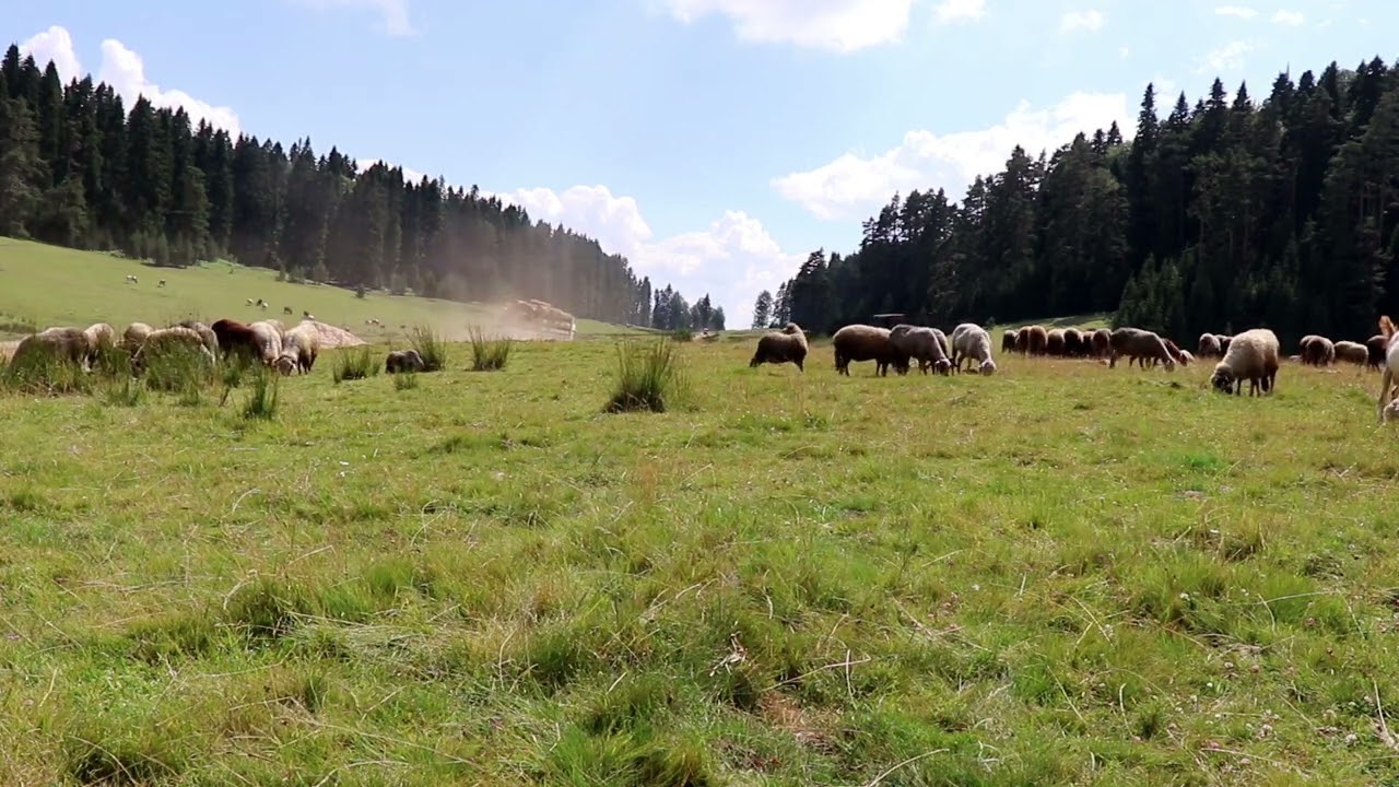 SHEEP in THE FIELD // video for relax