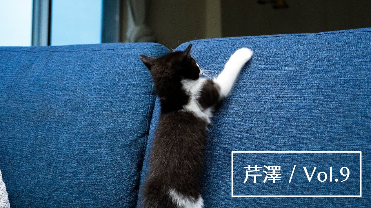 保護猫｜保護から19日目の子猫が少し大きくなっていろいろ覚えてくれた