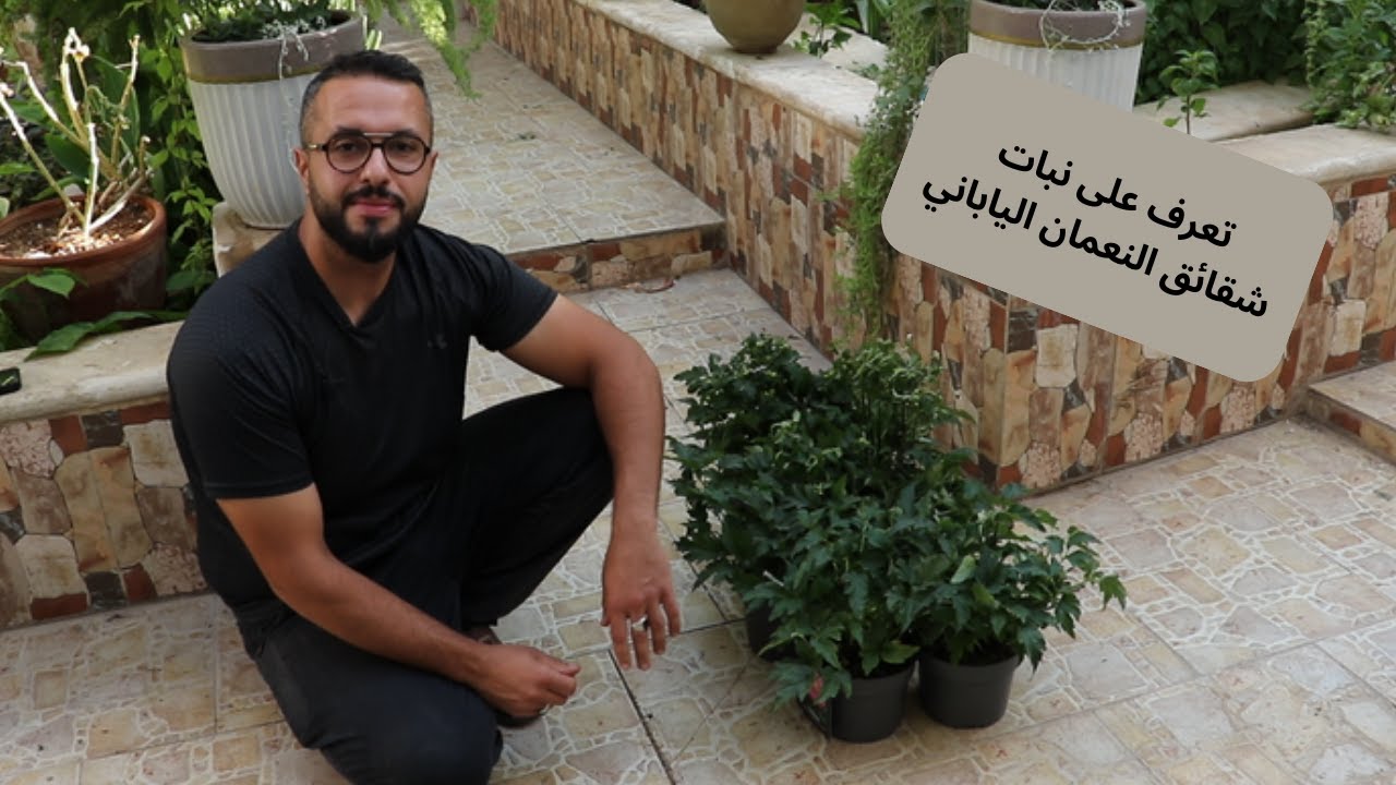 نبات جديد مميز (شقائق النعمان الياباني)