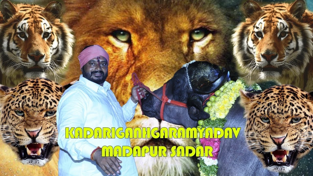 MADAPUR SADAR 2019 SADAR SONG ‖ BY KADARI GANHGA RAM YADAV ‖ singer A.clement