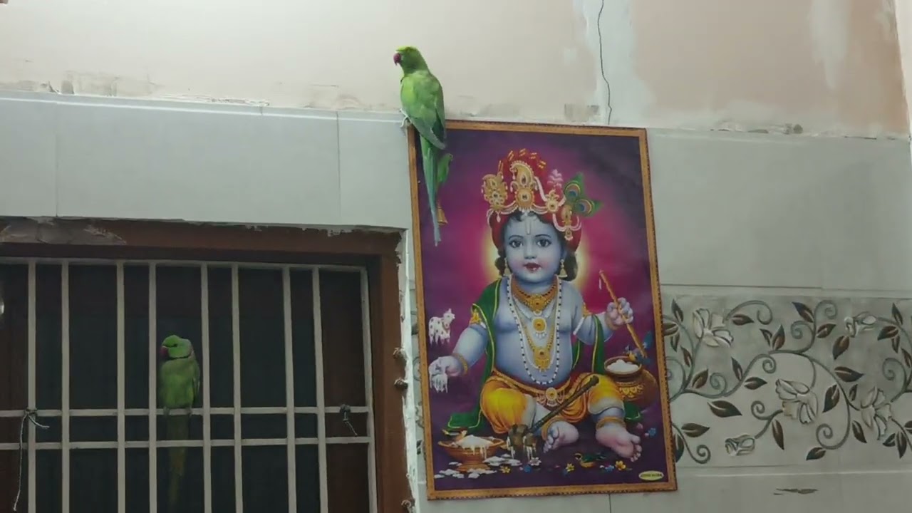 Hamare Tote ud Gaye 🦜🦜