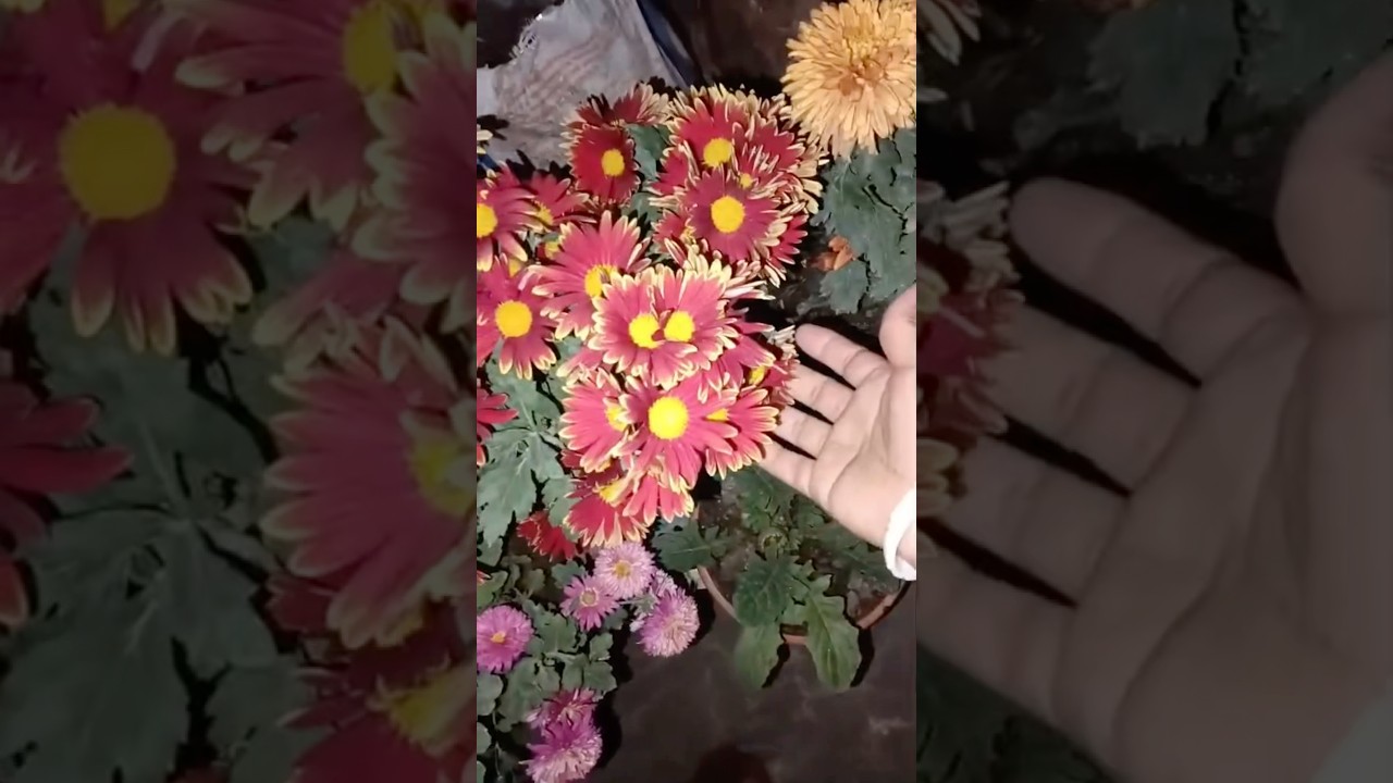 Chandramallika Plant Leaf Problems Explained