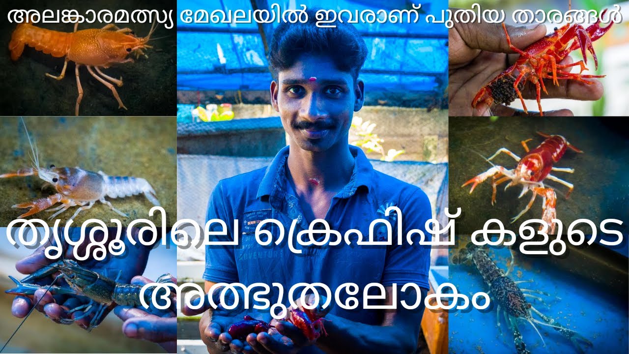 തൃശ്ശൂരിലെ ക്രെഫിഷ് കളുടെ അത്ഭുതലോകം  Crayfish Farm at Thrissur