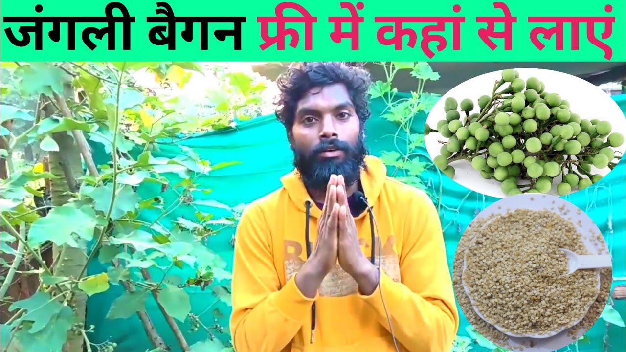 जंगली बैगन फ्री में कहां से लाएं
