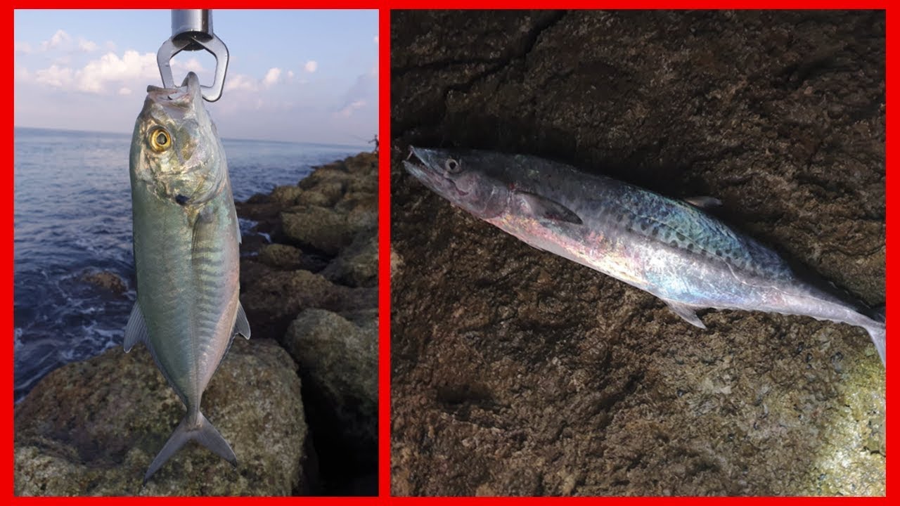 דייג 2019🐟 - פלמידה טרכון ואבו-נאפחה ענקית!🐡 | ז'רז'ור בים התיכון🎣
