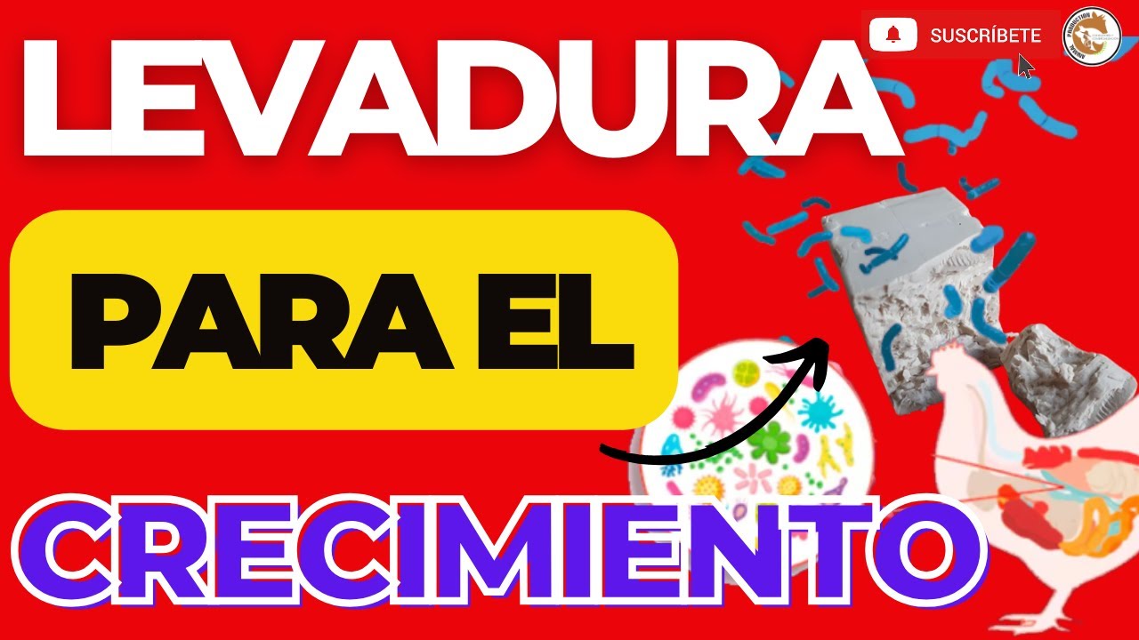 🤩 BENEFICIOS de La LEVADURA en los Pollos de Engorde 💪