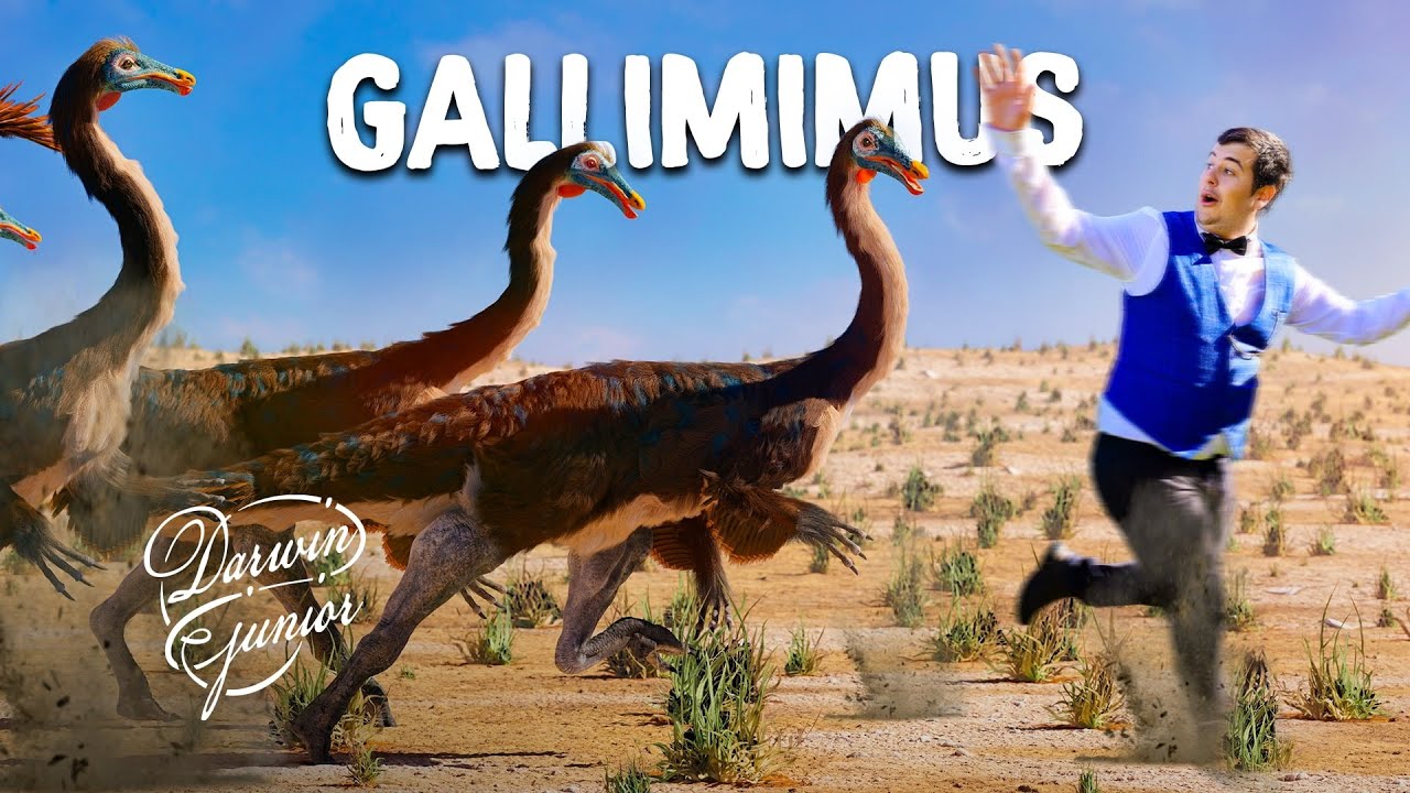 DINOPEDIA S2 #5 - Gallimimus