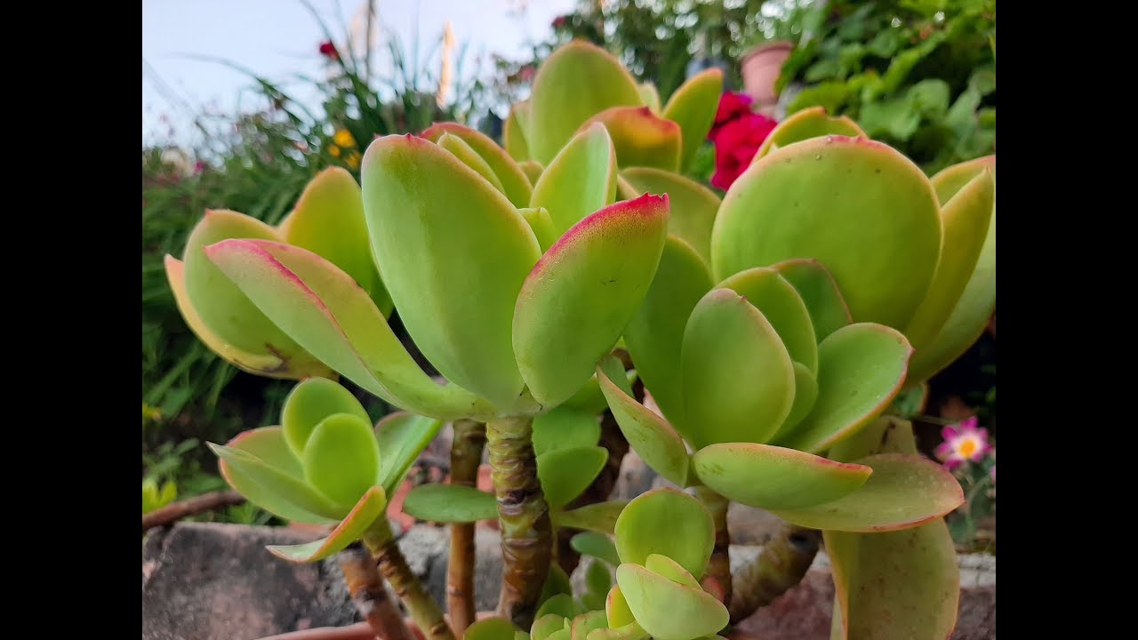 Cuidados de la Echeveria Pallida / Cómo cuidar de la Echeveria pallida / Cultivo