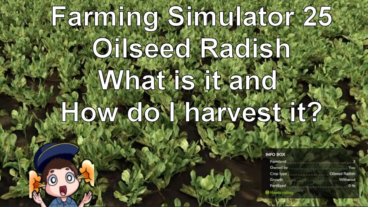 🌱 Oilseed Radish Guide | Farming Simulator 🌱  #fs25