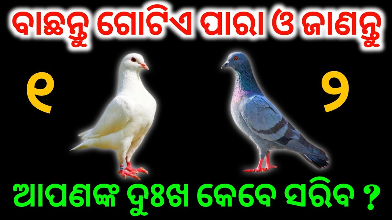 ବାଛନ୍ତୁ ଗୋଟିଏ ପସନ୍ଦର ପାରା ଓ ଜାଣନ୍ତୁ ଆପଣଙ୍କର ଭାଗ୍ୟ କେବେ ଖୋଲିବ । bachantu gotia number | astrology 