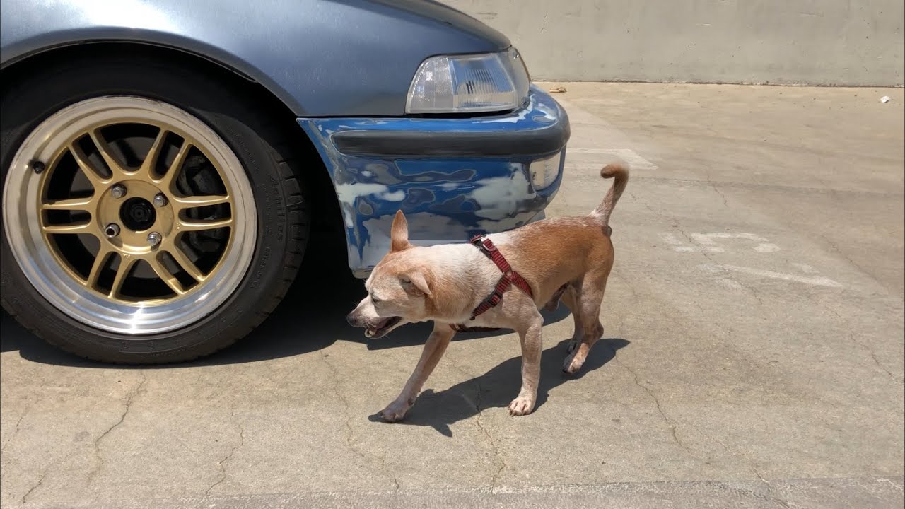 Acura Integra DA9 Lowering Springs Install (Old grimy suspension)
