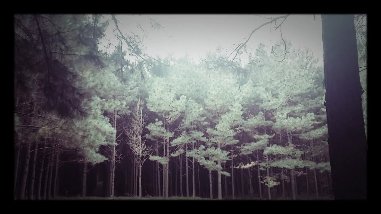 In the Shadows of the Pines
