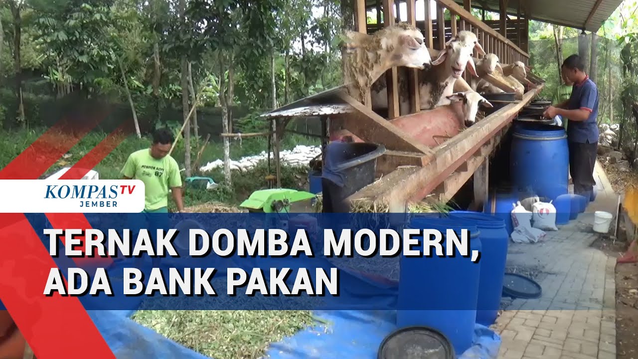 Sukses! Peternak Jember Raup Ratusan Juta dari Ternak Domba Modern