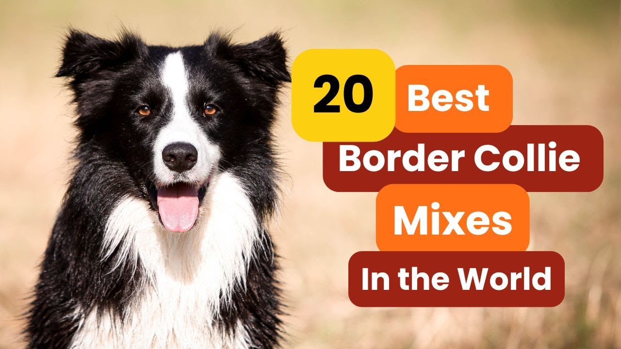 20 Best Border Collie Mixes in the World!