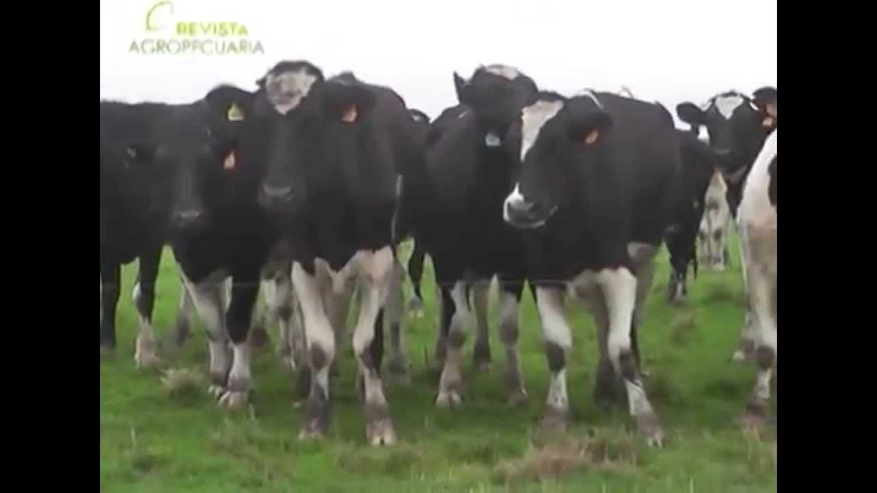 DR.  ARTURO ECHEVERRIA  -  INVERNADA HOLANDO