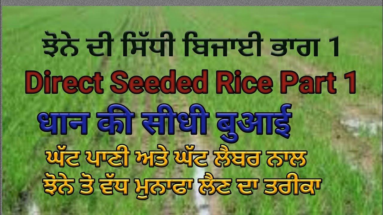 Direct seeded Rice, Part 1 (2019), with Sher Gill Markhai